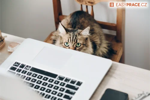 „Nechtělo se mi“ – a 13 dalších nečekaně kreativních omluv, proč někdo nedorazil do práce